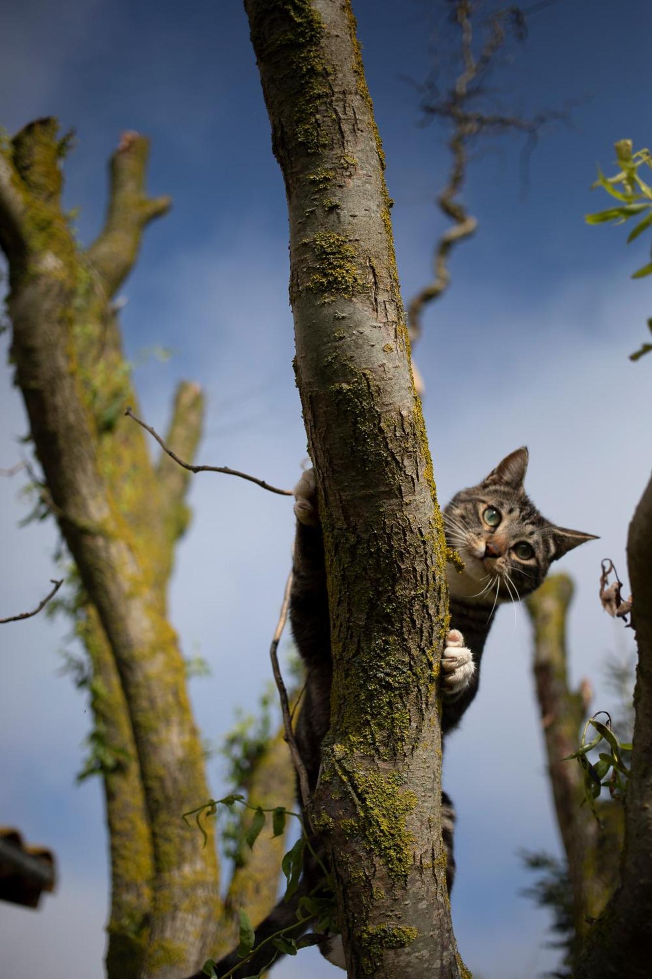 Le Chat Blanc Versols-et-Lapeyre Eksteriør billede