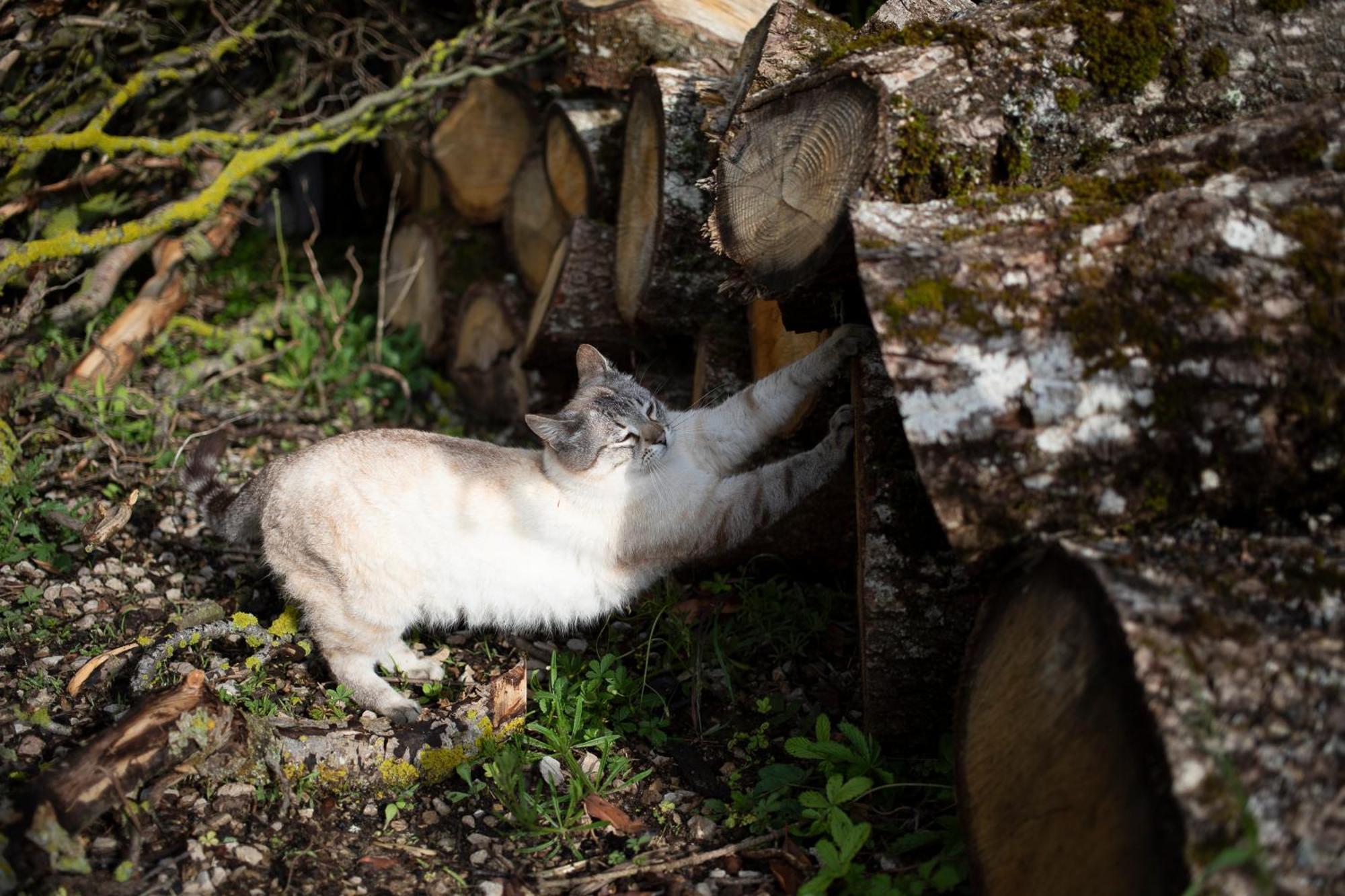 Le Chat Blanc Versols-et-Lapeyre Eksteriør billede