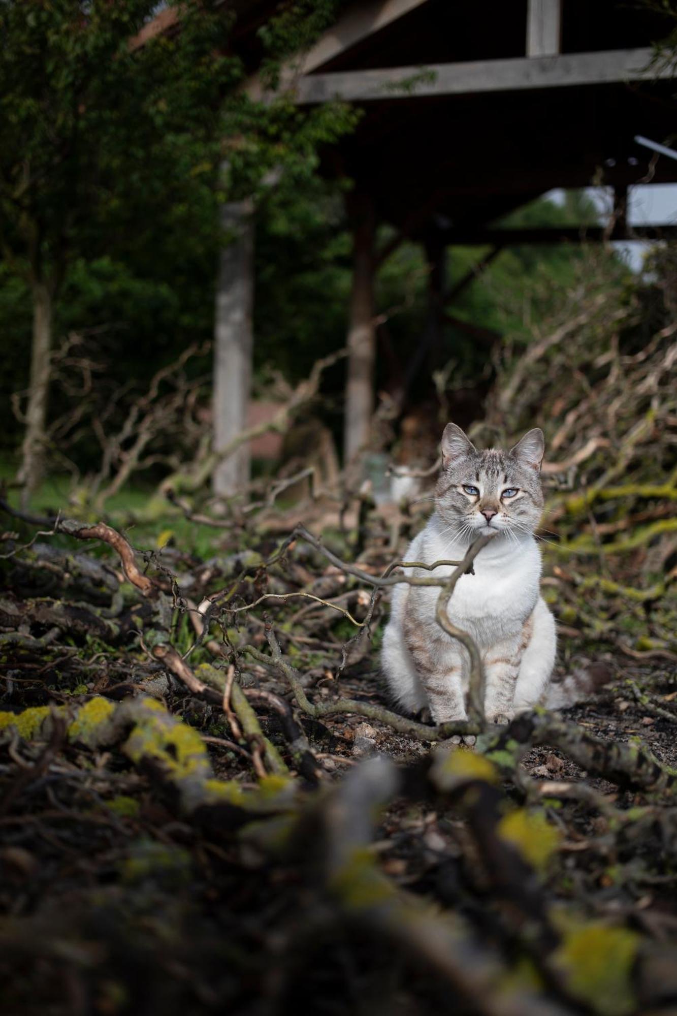Le Chat Blanc Versols-et-Lapeyre Eksteriør billede