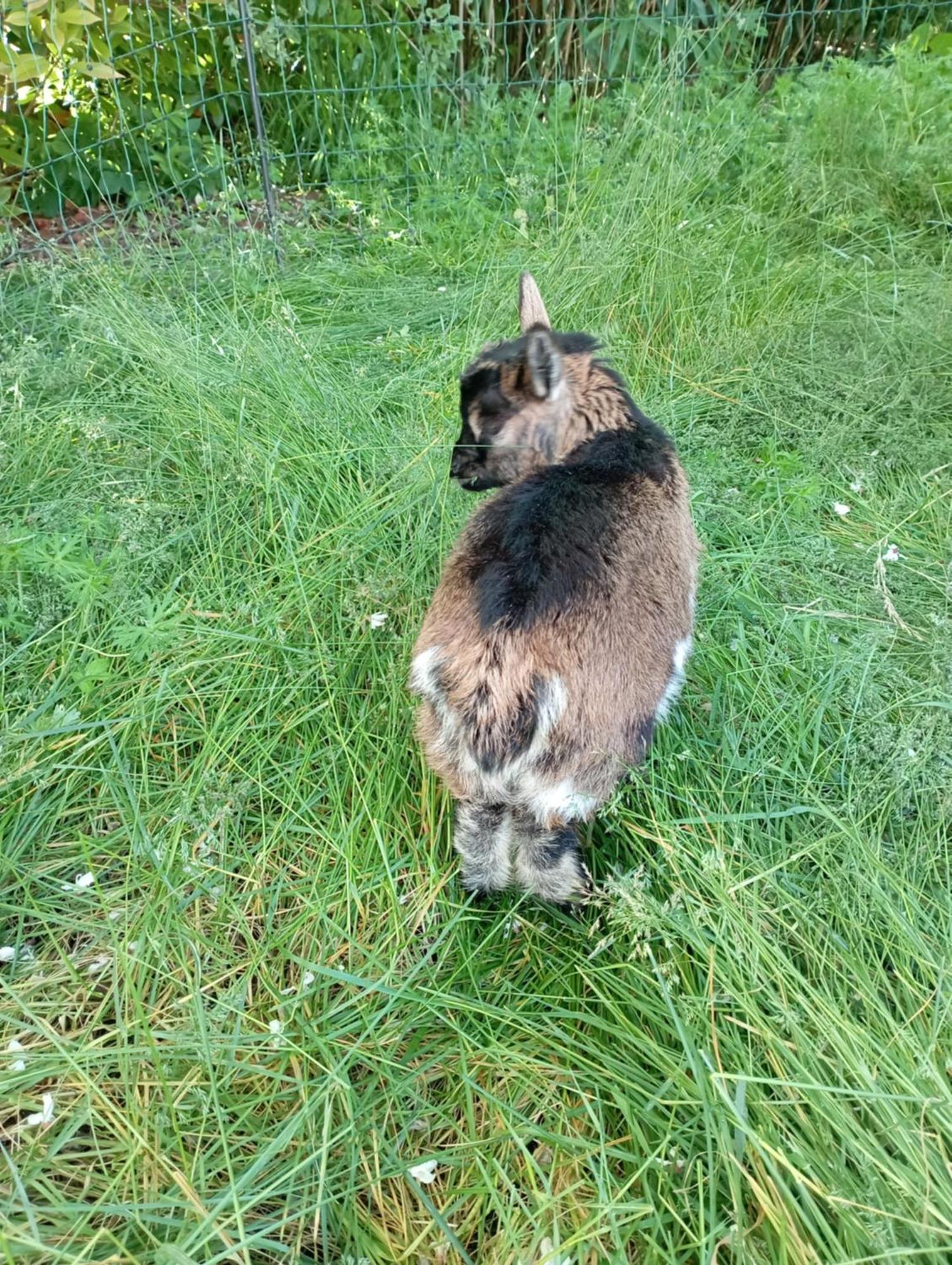 Le Chat Blanc Versols-et-Lapeyre Eksteriør billede